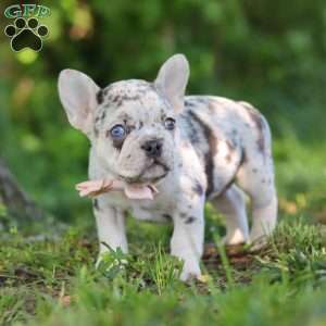 Peggy, French Bulldog Puppy